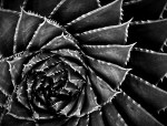 D1. Meredith Retallack – Fibonacci at work – Monochrome-&nbsp;Open