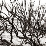 D3. Paul Hughes_Kangaroo Island – after the fires_Mono_&nbsp;open