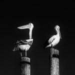 Judy Sara_The Bird and the&nbsp;Sculpture