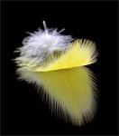 B2. Helen Whitford_Feather_Colour_Open