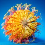 Judy Sara _&nbsp;Banksia