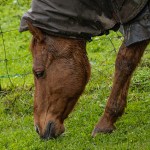 Duart McLean_Focused Grazing