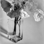 Vicki Kramer_Poppies