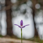 Judy Sara_Purple Orchid