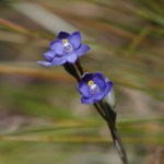 B11. Heather Connolly_Thelymitra Pauciflora_Colour_Open
