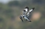 Frances Allan – Pied&nbsp;Kingfisher