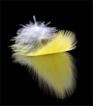 29 SECOND 9. Helen Whitford_Feather_Colour