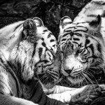 Paul Hughes – Morning&nbsp;Greeting