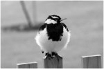 Heather Connolly – Magpie&nbsp;Lark