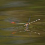 Judy Sara – Red and Blue&nbsp;Damselflies