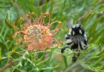 Helen Whitford – MY&nbsp;Grevillea!