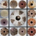 James Allan –&nbsp;Urchins