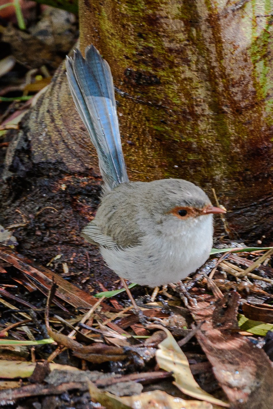 Di Gage - Fairy Wren