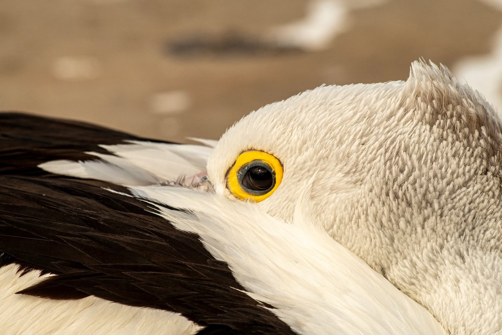 Susan Bell - Pelican Sleep Time