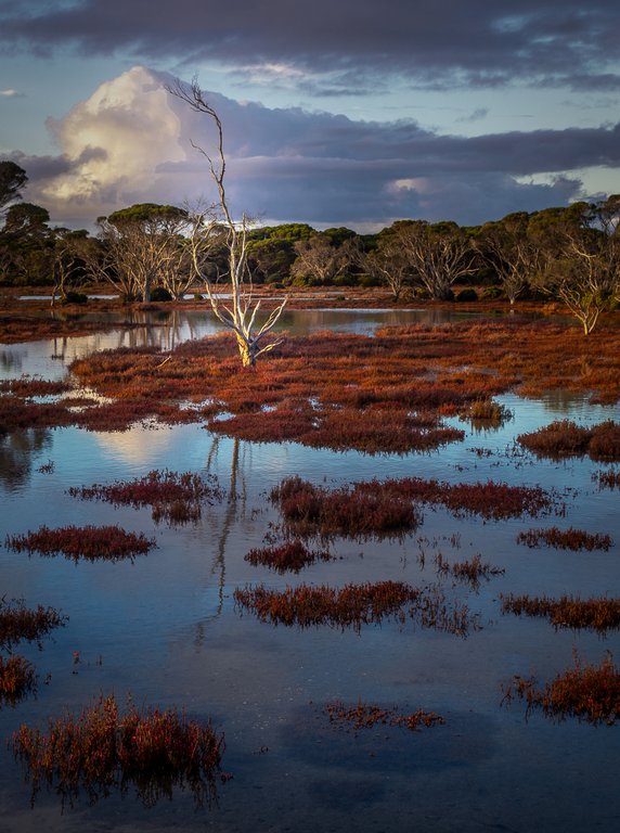 Meredith Retallack - Pelican lagoon