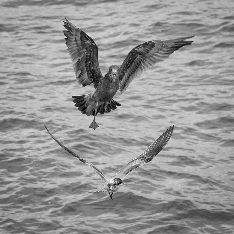 Michael Selge - War Wounds