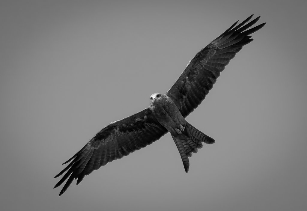 Michael Selge - Spotting