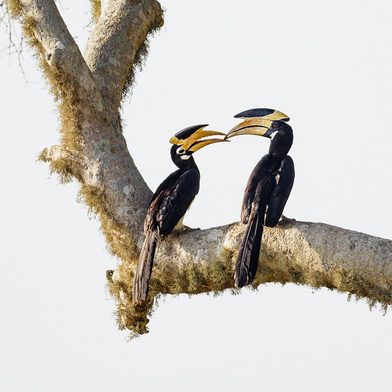 Judy Sara - Hornbill Courtship