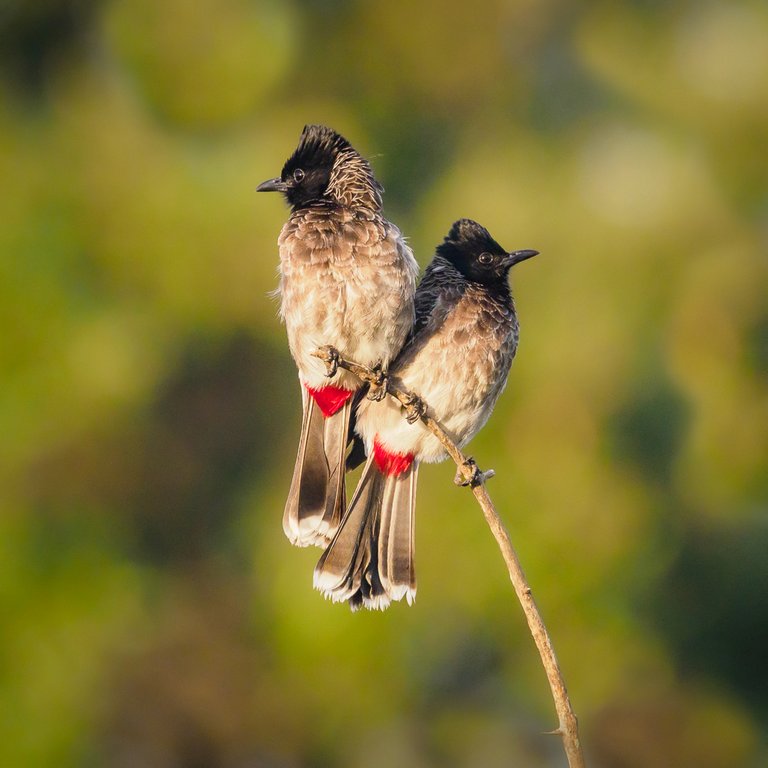 Judy Sara - Red Venter Bulbul