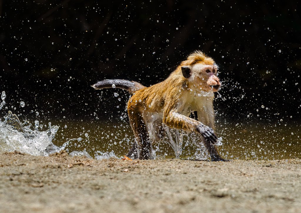 Judy Sara - Big Splash