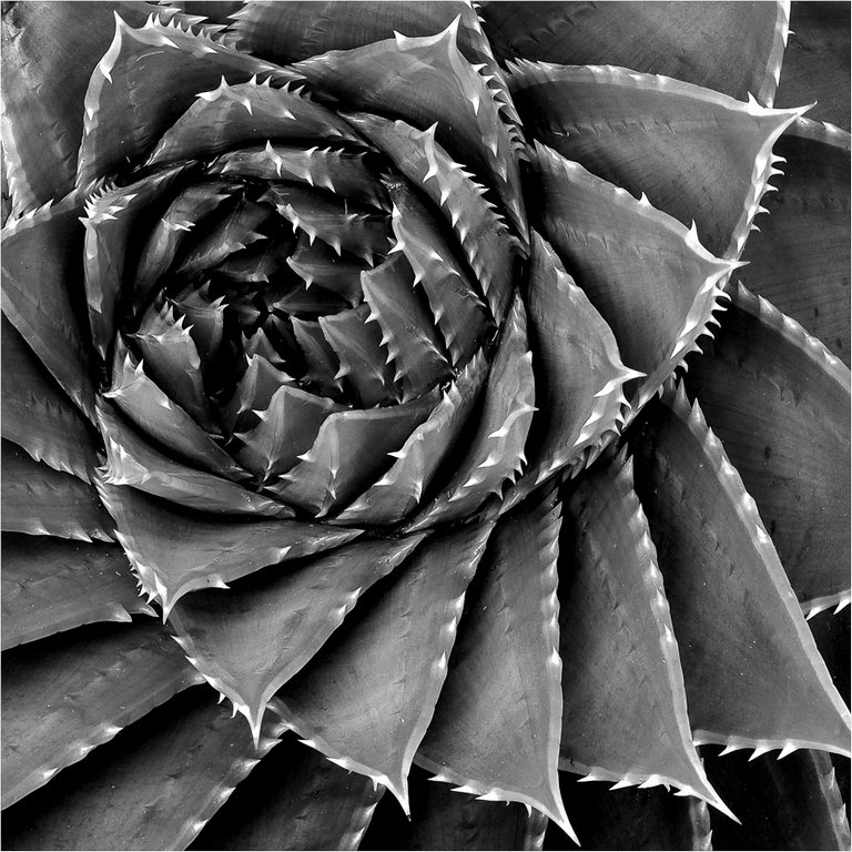 Meredith Retallack - Fibonacci at Work