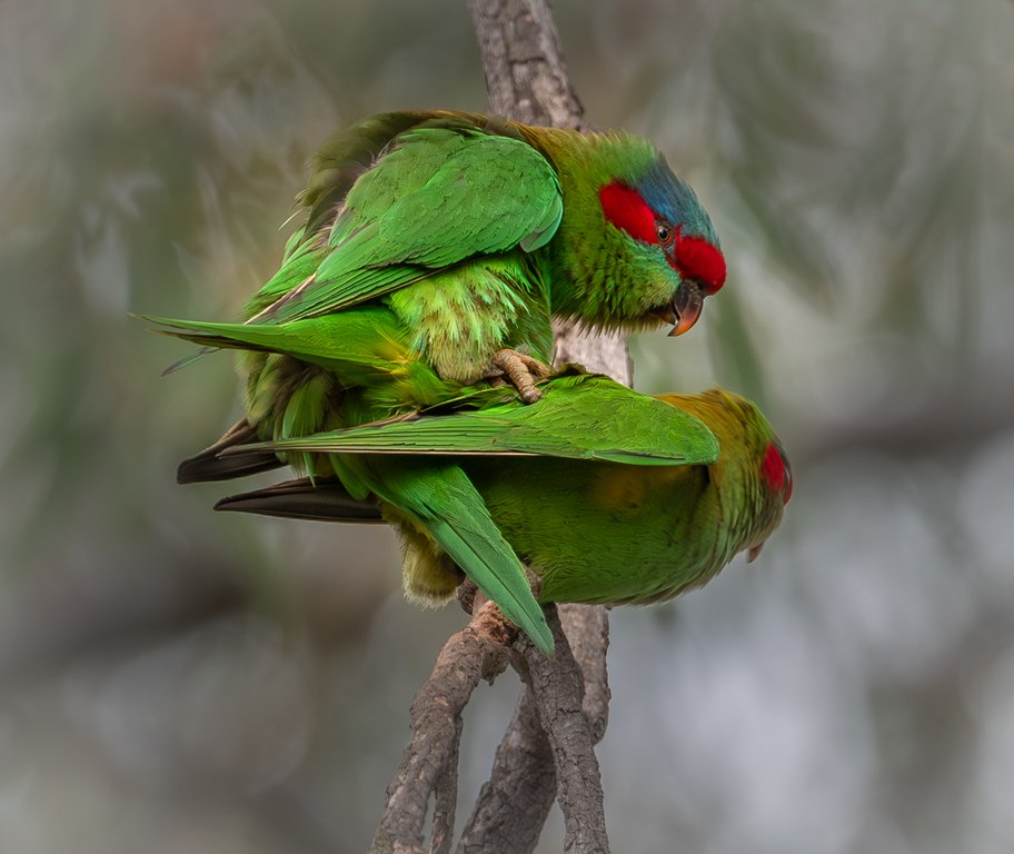 Meredith Retallack - Spring Fling