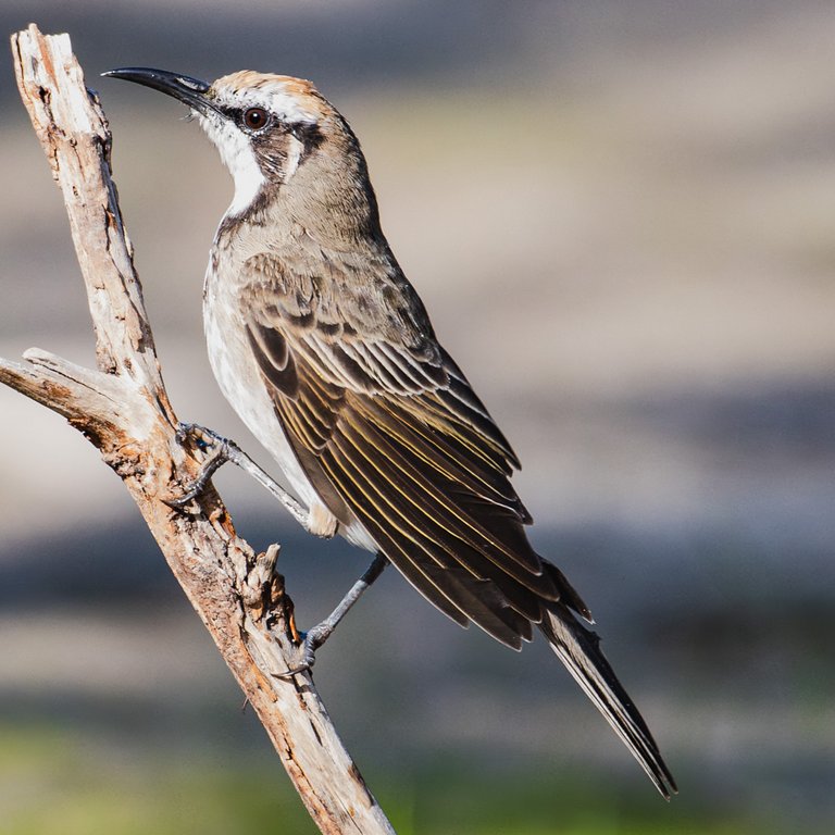 Sam Savage - Tawney-crowned Honeyeater Wary