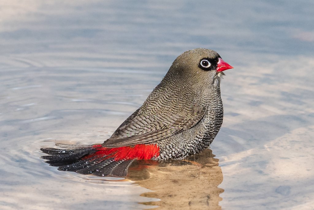 Sam Savage - Firetail Wading