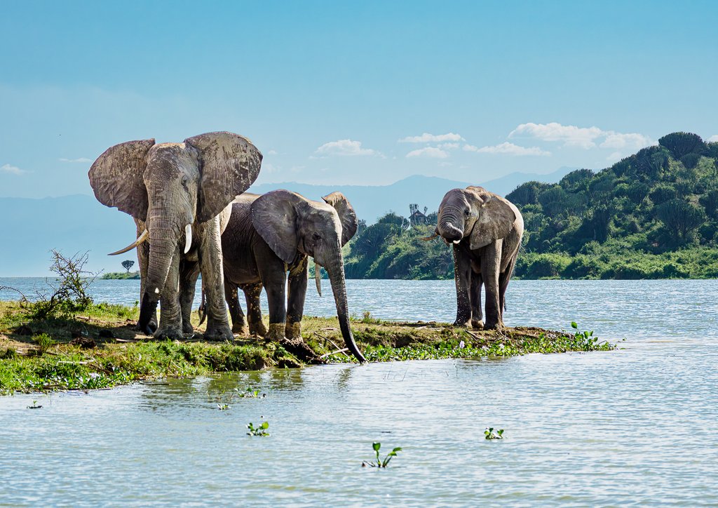 Judy Sara - Elephants, Lake Edward