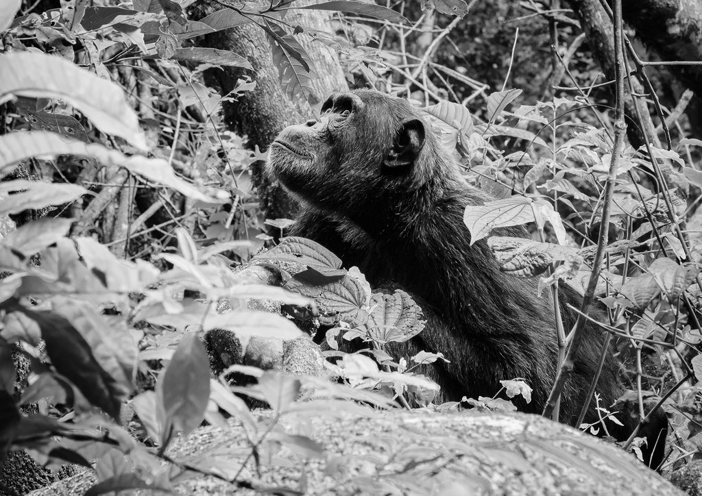 Judy Sara - What's up There?