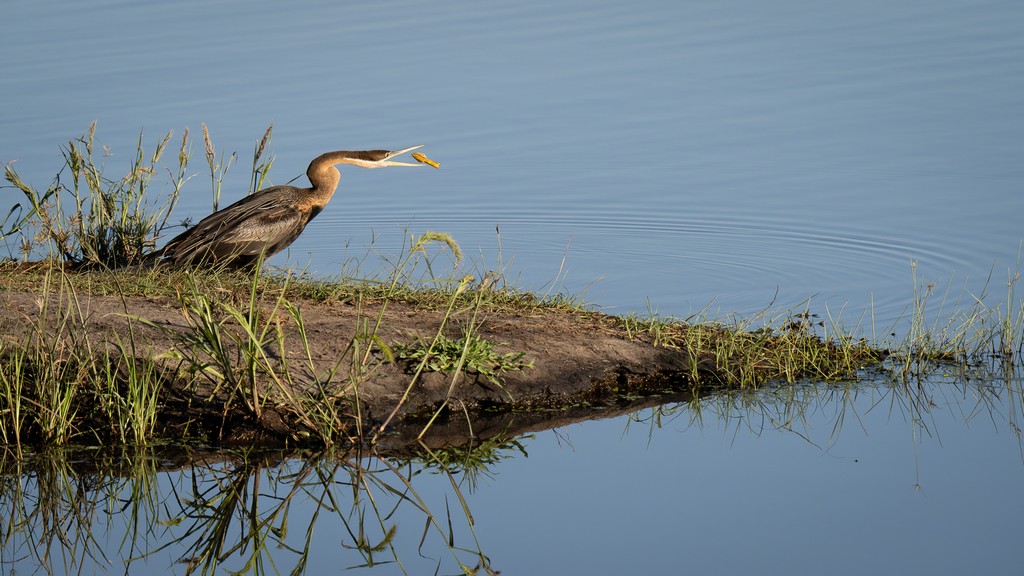 Judy Sara - Tossing the Bud