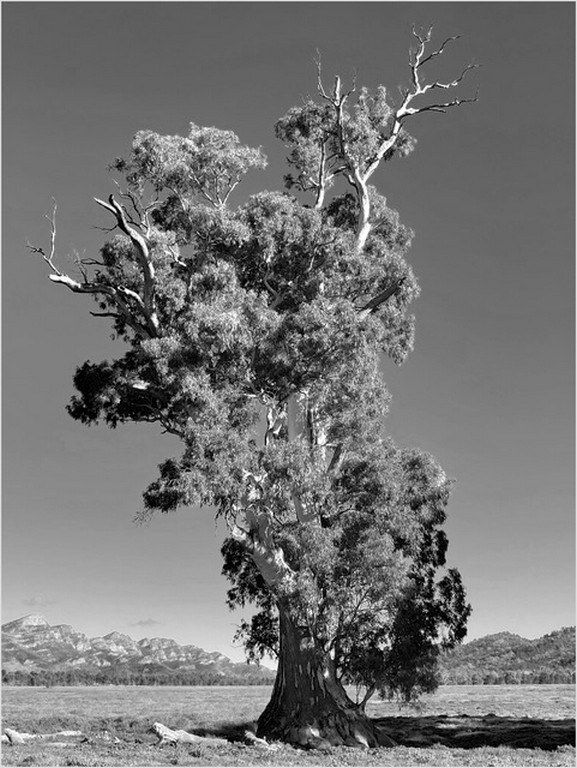 Heather Connolly - Cazneaux Tree