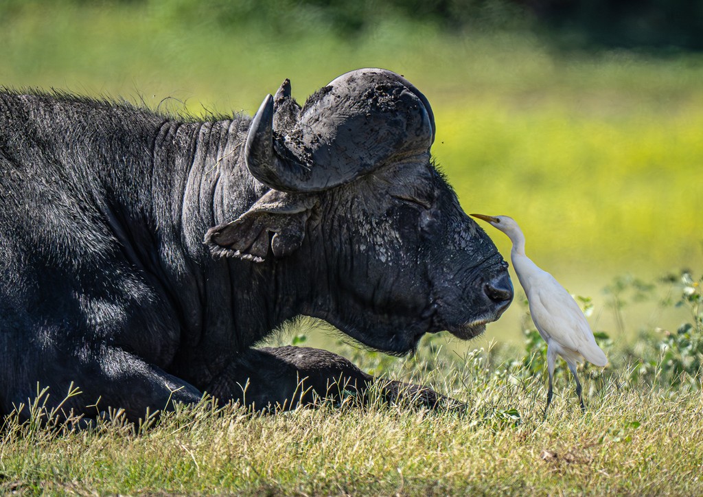 Judy Sara - Buffalo and Egret
