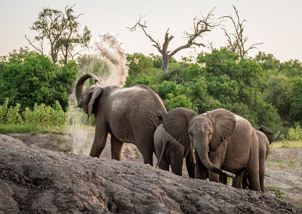 Judy Sara - Dust Bath