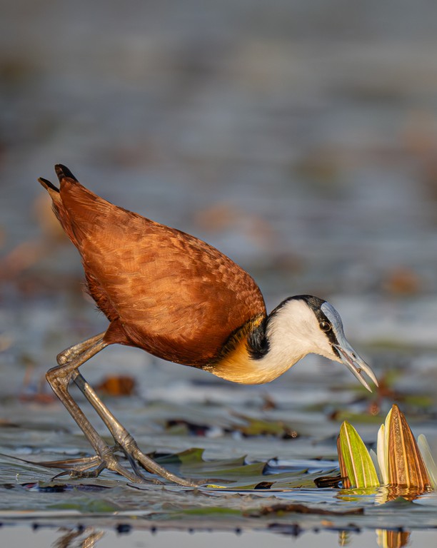 Judy Sara - African Jacana