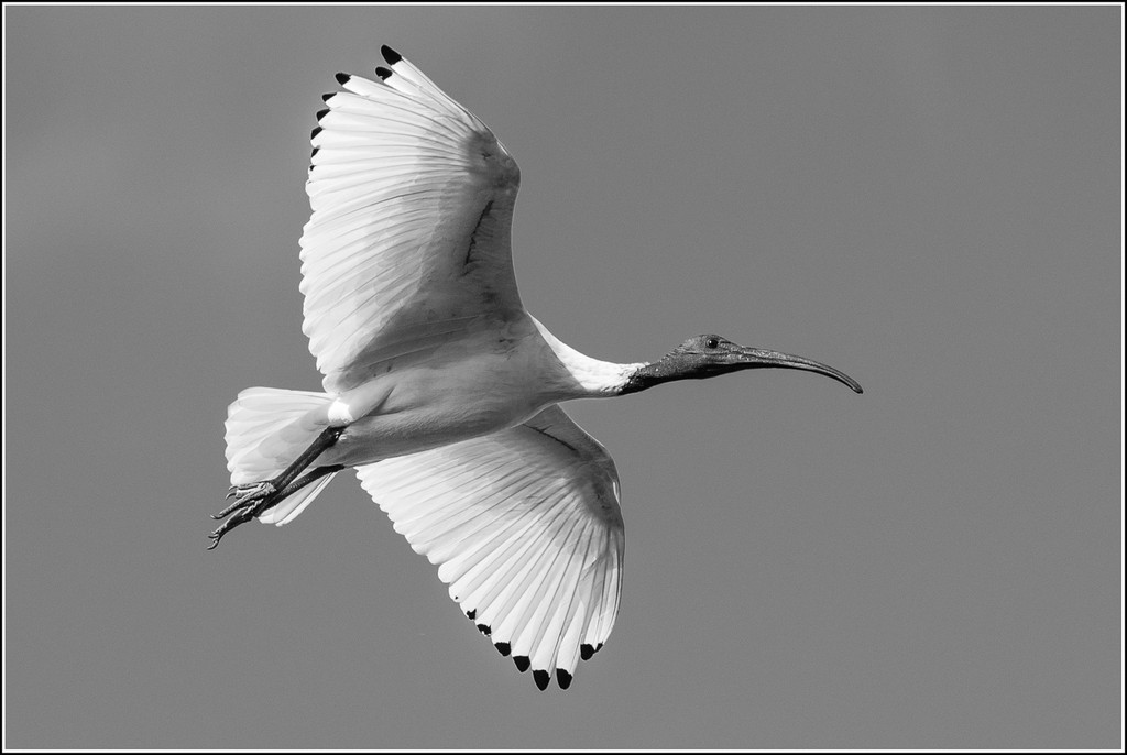 Michael Selge - Glide