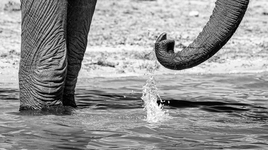 Judy Sara - Trunk Splash