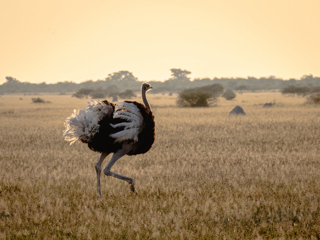 Judy Sara - Ostrich in the Morning Light