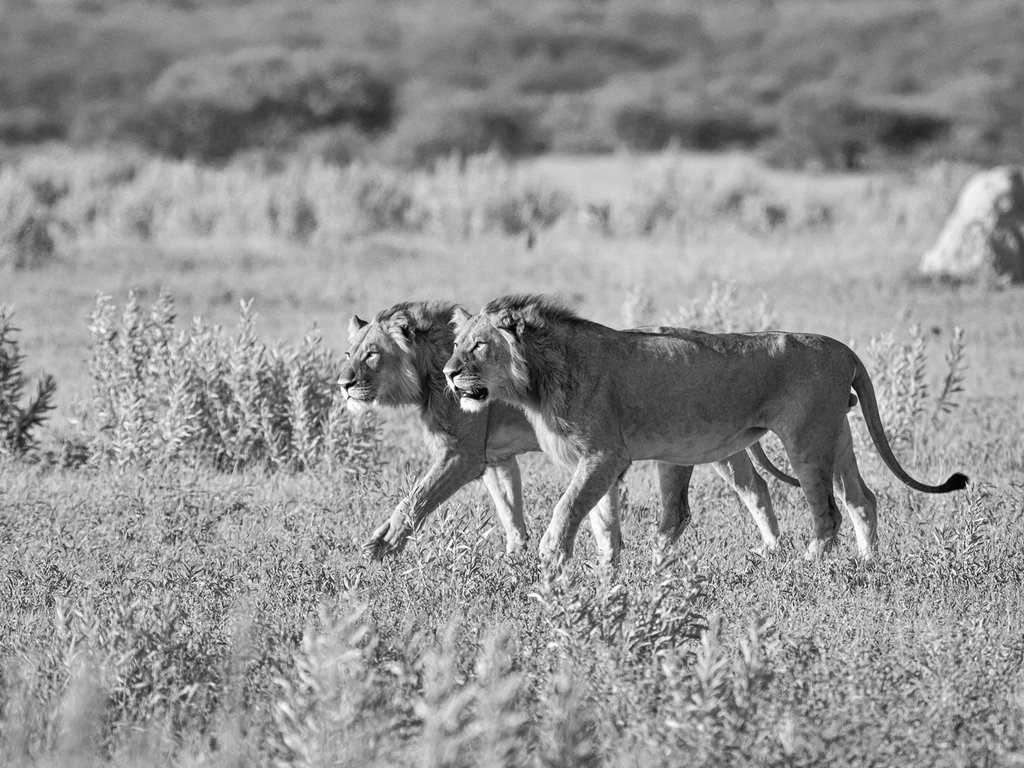 Judy Sara - The Brothers