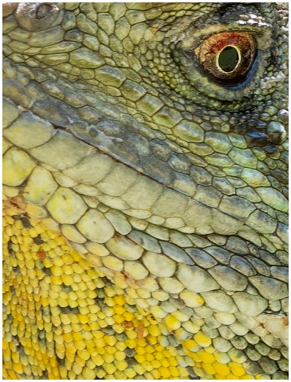 Kerry Malec - Scales