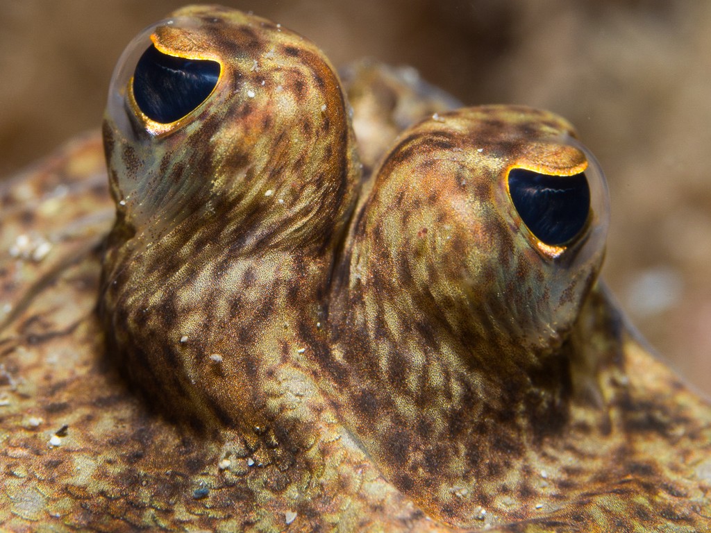 Angela Cogman - Googly Eyes