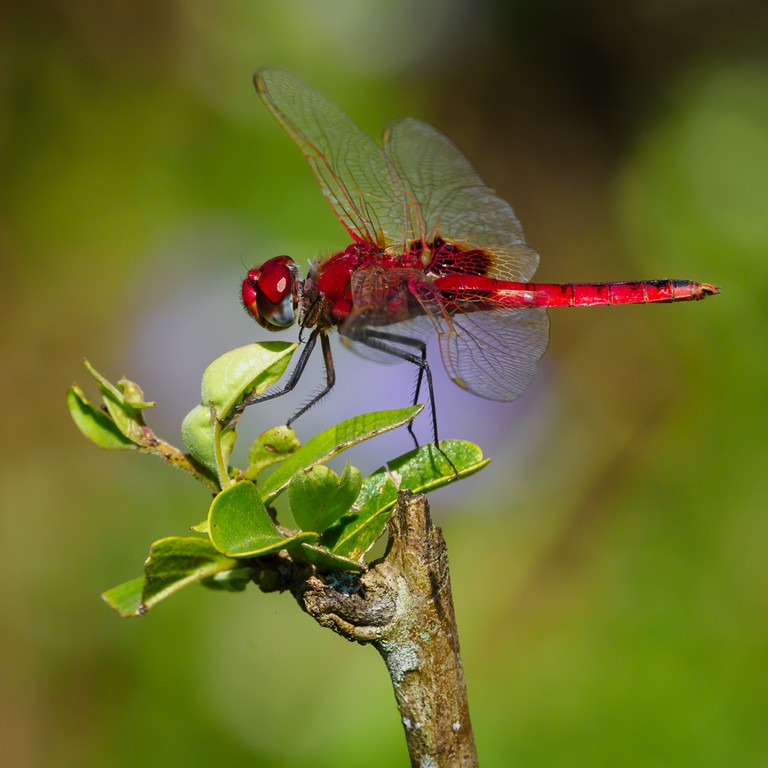 Judy Sara - Ruddy Darter