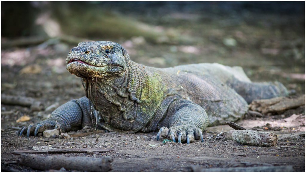 Michael Selge - Komodo