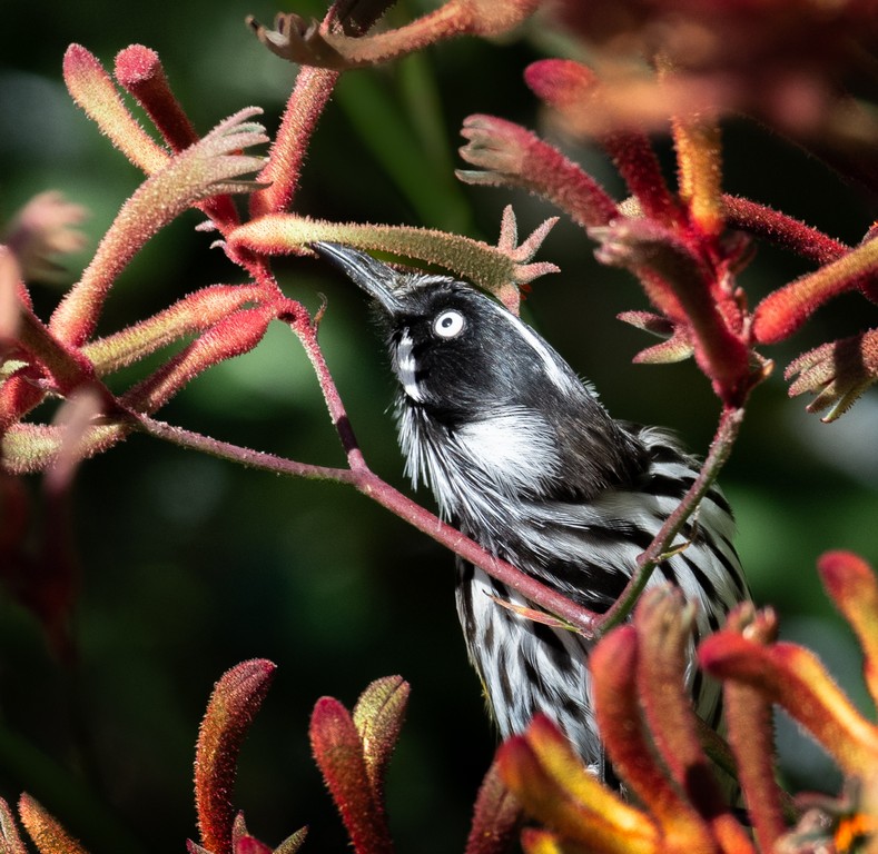 Meredith Retallack - Daily Pit Stop