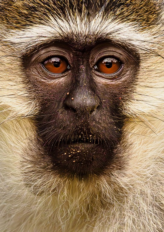 Judy Sara - Vervet Monkey