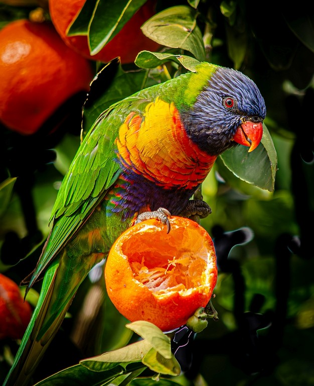 David Hancock - Rosey L'Orange