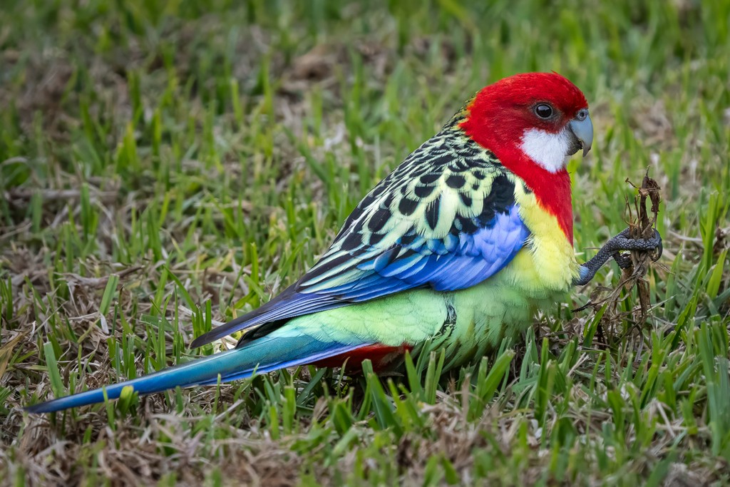 Michael Selge - Foot Food