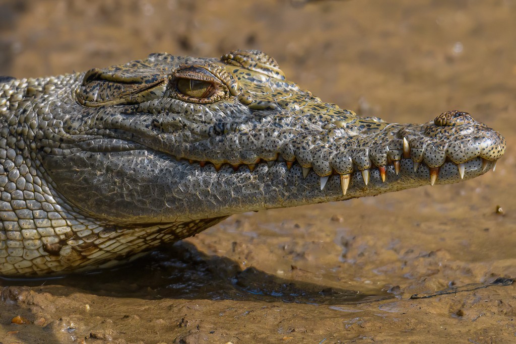 Gordon Lindqvist - Do You Like My Teeth