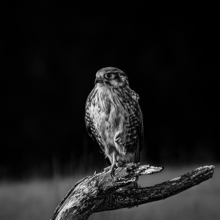 Judy Sara - Brown Falcon