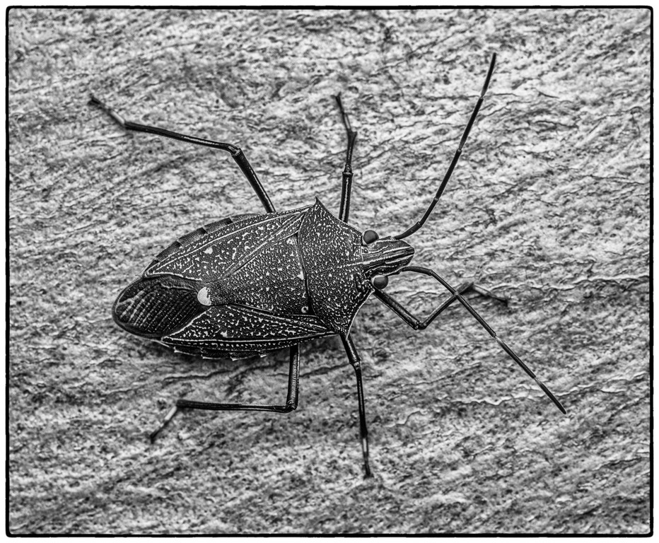Judy Sara - Stink Bug